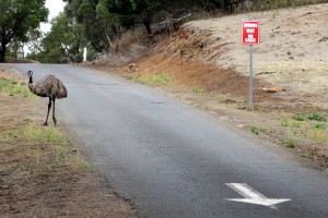 2015.1.22 Go Back, Emu - Tower Hill Reserve, Australia  